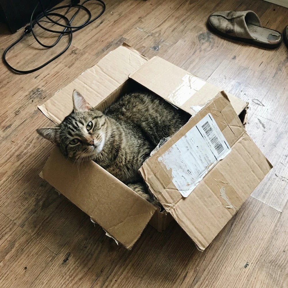 Gato dentro de una caja de cartón